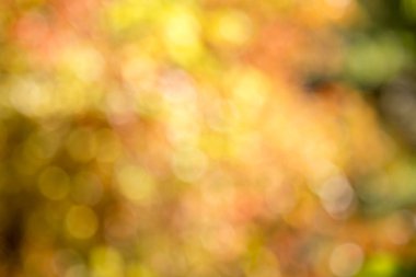 arka plan veya arka plan için güneş ile sonbahar doğal bokeh.