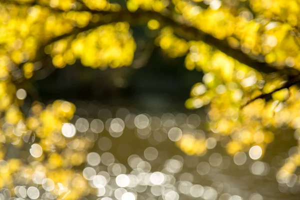 Herbstliches Natürliches Bokeh Mit Sonne Als Hintergrund Oder Hintergrund — Stockfoto