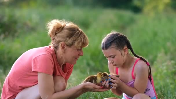 Bir Anne Küçük Bir Kız Yeşil Çimlerde Küçük Ördek Yavrularını — Stok video