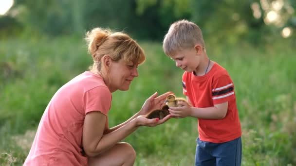 Une Mère Jeune Fils Tiennent Petits Canards Dans Leurs Mains — Video