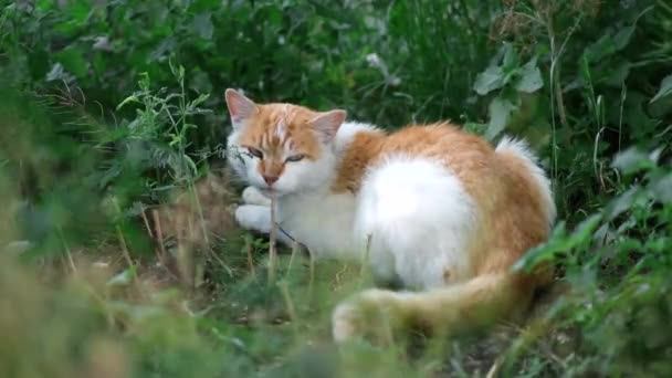 Бродячий Біло Червоний Кіт Лежить Траві Виразно Харчується Концепція Допомоги — стокове відео