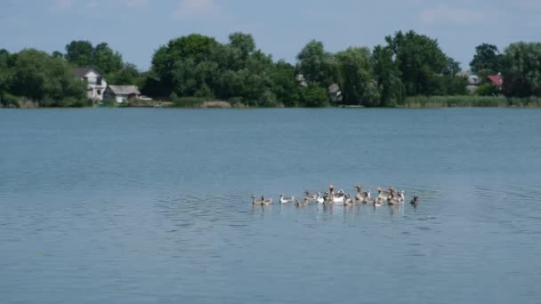 Качки Каченята Плавають Річці Літній День — стокове відео