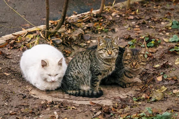 Три Бездомных Кота Сидят Прижимаясь Друг Другу Греясь Канализационном Люке — стоковое фото