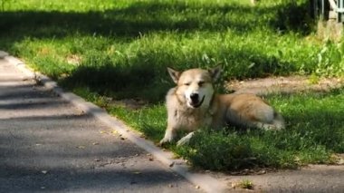 Yol kenarında bir sokak köpeği yatıyor..