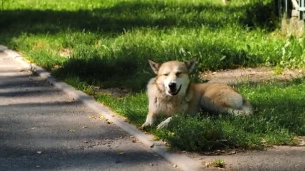 Perro Callejero Yace Hierba Junto Camino — Vídeos de Stock