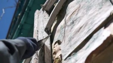 Eski boyayı soyan bir spatulayla eski ahşap bir yüzeyi parlatan bir adamın yakın çekimi. Eski bir evin yenilenmesi.