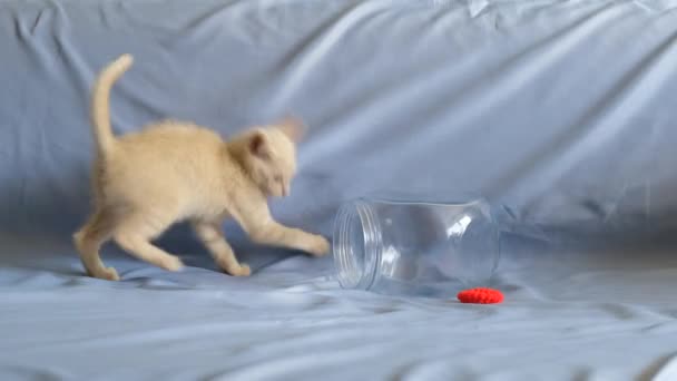 Pequeño Gatito Color Pastel Juega Con Una Banda Goma Roja — Vídeos de Stock