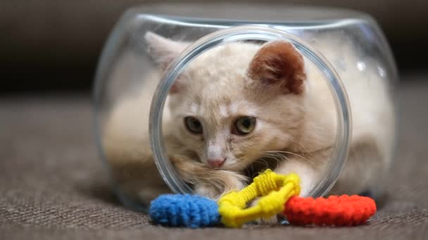 Ein kleines pastellfarbenes Kätzchen krabbelt in ein kleines Glasaquarium und schläft ein.