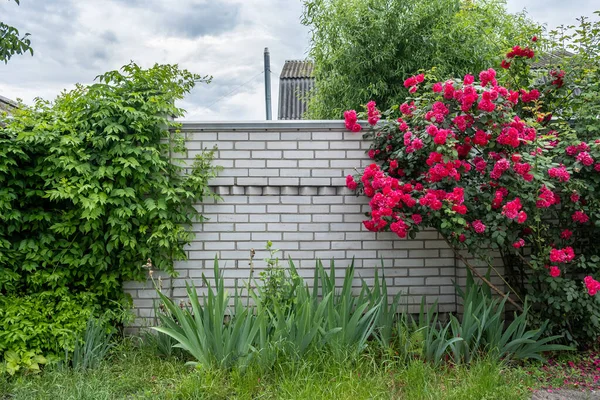 Λευκό φράχτη τούβλο με φόντο το φυσικό πράσινο και ένα Μπους από κόκκινα τριαντάφυλλα. — Φωτογραφία Αρχείου