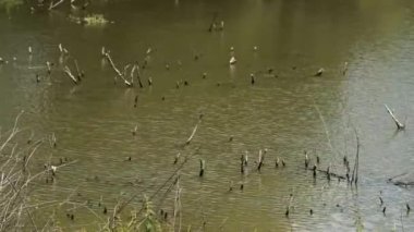 Sudan çıkmış ahşap kütükleri olan eski çamurlu bir gölet..