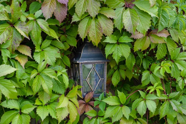 Vintage Lantern Disguised Tree Leaves Nature Art — Stock Photo, Image