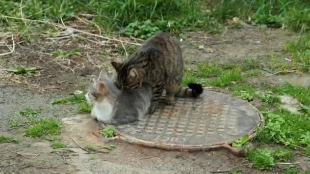 Gatos Callejeros Alcantarilla Gato Tabby Muerde Lame Gato Gris Mientras — Vídeos de Stock