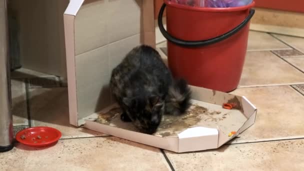 Small Kitten Eating Leftover Pizza Cardboard Box Kitchen — Stock Video