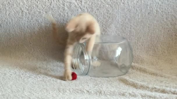 Petit Chaton Couleur Pastel Joue Avec Élastique Rouge Monte Dans — Video