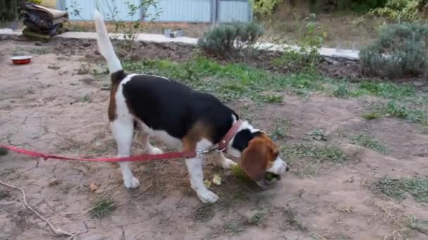 Beagle Hund Nafsar Färsk Zucchini Flickan Tar Zucchini — Stockvideo