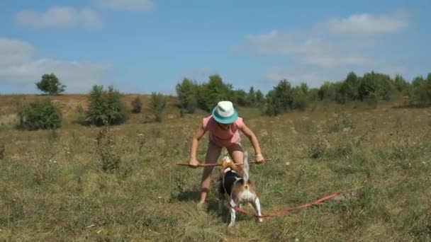Una Niña Con Sombrero Juega Con Perro Beagle Intenta Quitarle — Vídeo de stock