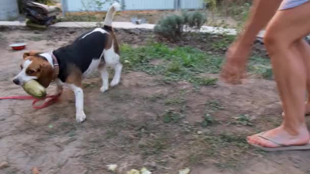 Raza Perros Beagle Está Destrozando Calabaza Dueño Trata Tomar Calabacín — Vídeos de Stock