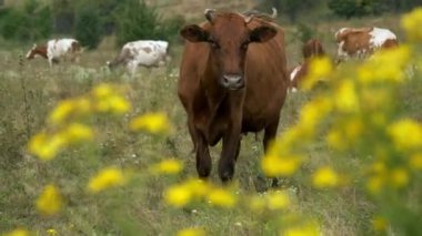 Bir çayırda otlayan kahverengi inek sürüsü.