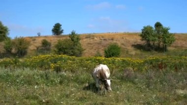 Gri-beyaz bir inek mavi bir gökyüzüne karşı bir dağın yakınındaki renkli bir çayırda otluyor..
