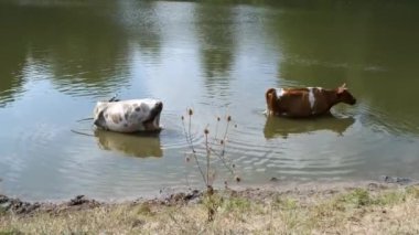 Sıcak bir yaz gününde iki inek nehirde duruyor..