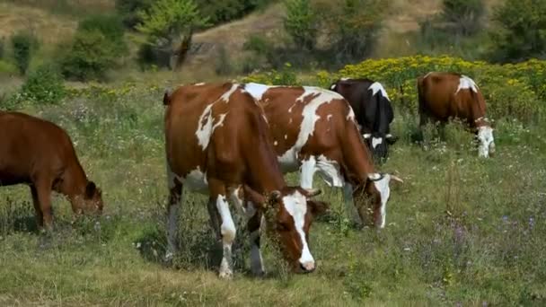 Una Manada Vacas Marrones Pastando Prado — Vídeos de Stock