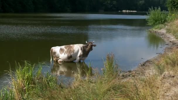 Vaca Entró Agua Para Río Caluroso Día Verano — Vídeo de stock