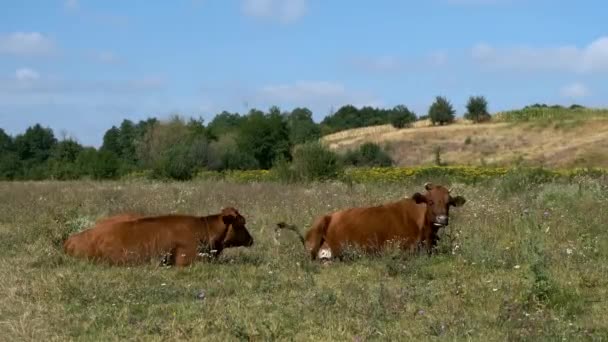 Duas Vacas Marrons Jazem Grama Prado Colorido Perto Uma Colina — Vídeo de Stock