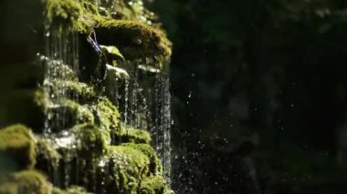 Dekoratif şelale yaz günü yeşil yosunlarla kaplandı. Peyzaj tasarımı.