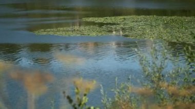 Güneşli bir yaz gününde sulu zambaklarla kaplanmış bir nehir.