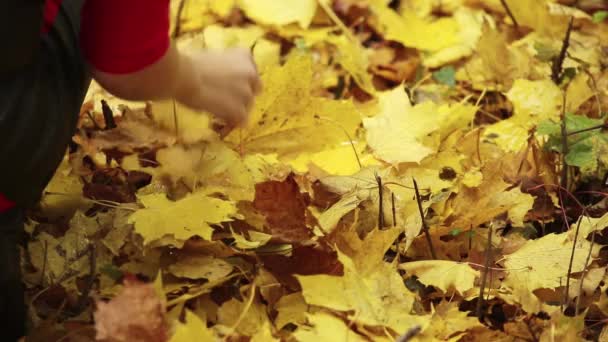 Κλείσε Χέρια Του Κοριτσιού Απλώνουν Φύλλα Στο Έδαφος Κάτω Από — Αρχείο Βίντεο