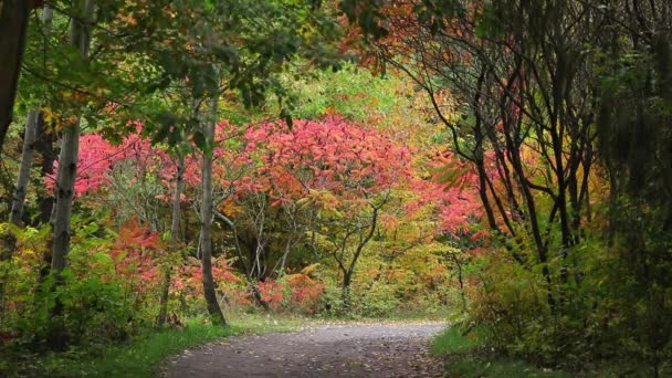 Sarı Kırmızı Yeşil Ağaçlı Güzel Sonbahar Manzarası Parkta Sonbaharın Başlarında — Stok video