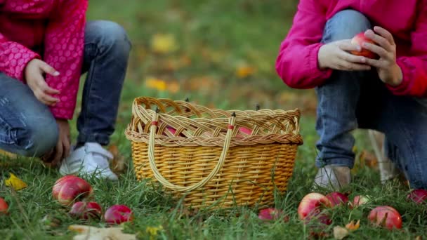 Två Små Flickor Samlar Äpplen Gräset Korg Höstdag — Stockvideo