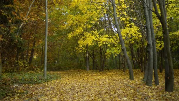 Beautiful Autumn Landscape Yellow Trees Sun Colorful Foliage Park Falling — Stock Video