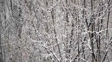 Kış karı. Snow Slow motion açık havada doğal arka planda çekildi. Kar yağışlı kış günlerinde karlı hava.