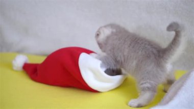 Noel şapkasıyla oynayan iki gri kedi yavrusu