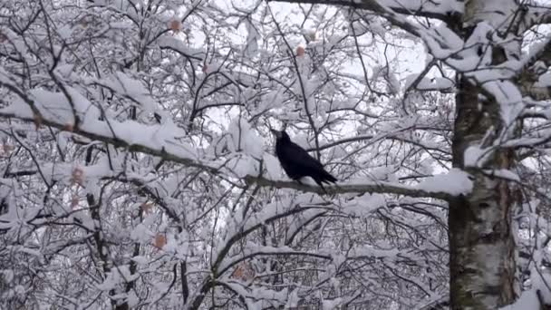 Grande Corvo Preto Senta Uma Árvore Neve Voa Para Longe — Vídeo de Stock