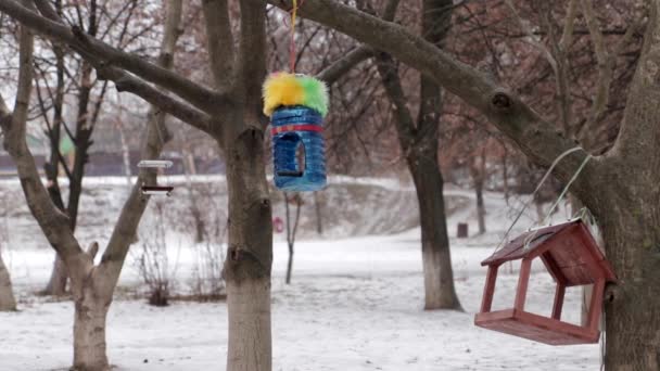 Domowej Roboty Karmniki Ptaków Drzewach Zimie — Wideo stockowe