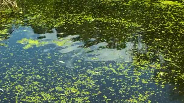 Špinavá Zelená Voda Pozadí Horní Pohled Přírodní Katastrofa Obraz Výsledek — Stock video
