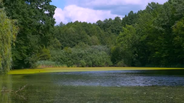 Znečištění Země Strana Prostředí Jezero Zelený Květ Vody — Stock video
