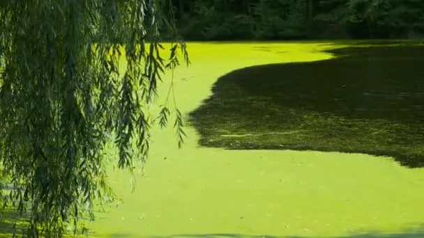 Rand Van Het Meer Met Groen Water Door Algenbloei — Stockvideo