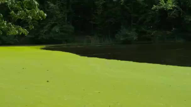Znečištění Země Strana Prostředí Jezero Zelený Květ Vody — Stock video