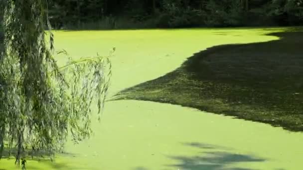 Okraj Jezera Zelenou Vodou Důvodu Rozkvětu Alga — Stock video