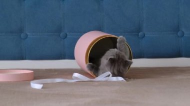 Küçük, tüylü, gri bir kedi yavrusu pembe bir hediye kutusunda oynar..