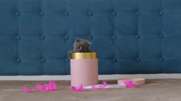 Pequeño Gatito Escocés Gris Sale Una Caja Regalo Redonda Bonito — Vídeos de Stock