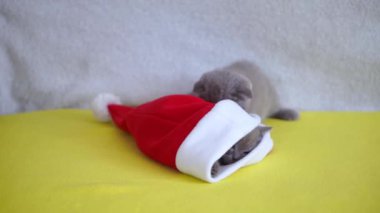 Noel şapkasıyla oynayan iki gri kedi yavrusu