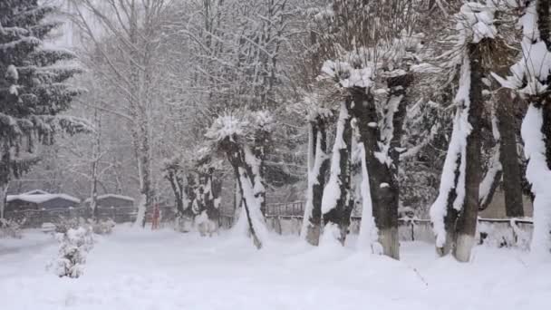 Sníh Padá Krásné Stromy Garážemi Pozadí — Stock video