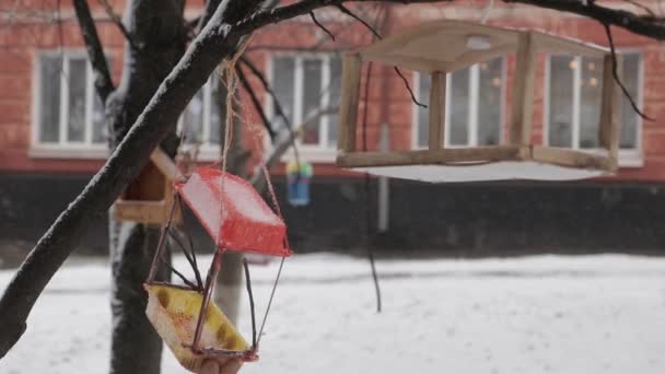 Домашние Кормушки Птиц Деревьях Зимой — стоковое видео