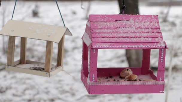 冬に自家製の鳥の餌やり ネズミは食べ物を取るために飛ぶ — ストック動画