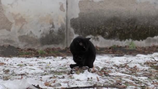 Bezdomny Czarny Kot Liże Łapę Pobliżu Domu Zimie — Wideo stockowe