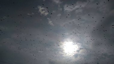 Birçok Kuzgunlar kış gökyüzünde ve ağaçlar